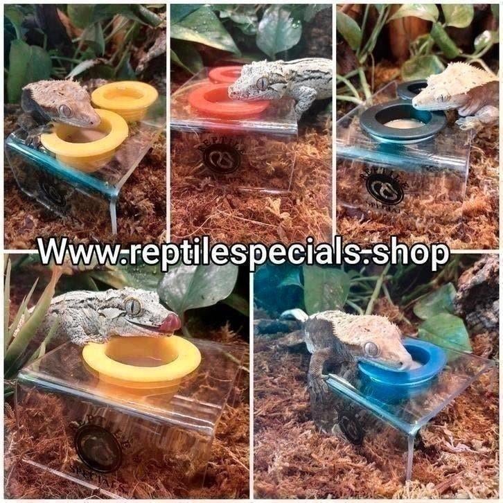 15. Feeding Cup Holder, Gecko, Animaux & Accessoires, Reptiles & Amphibiens | Accessoires, Enlèvement ou Envoi, Neuf, Autres types
