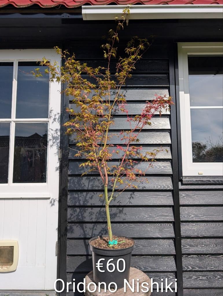 Acer palmatum Oridono Nishiki japanse esdoorn, Enlèvement, En pot
