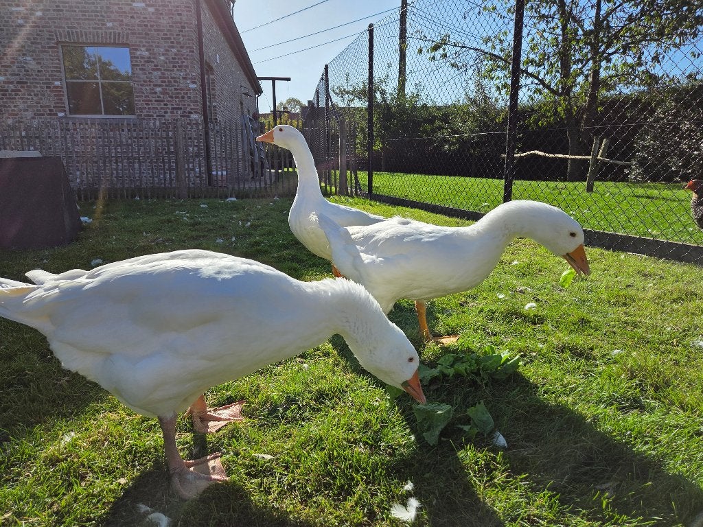 tamme witte boerengans, Femelle, Oie ou Cygne
