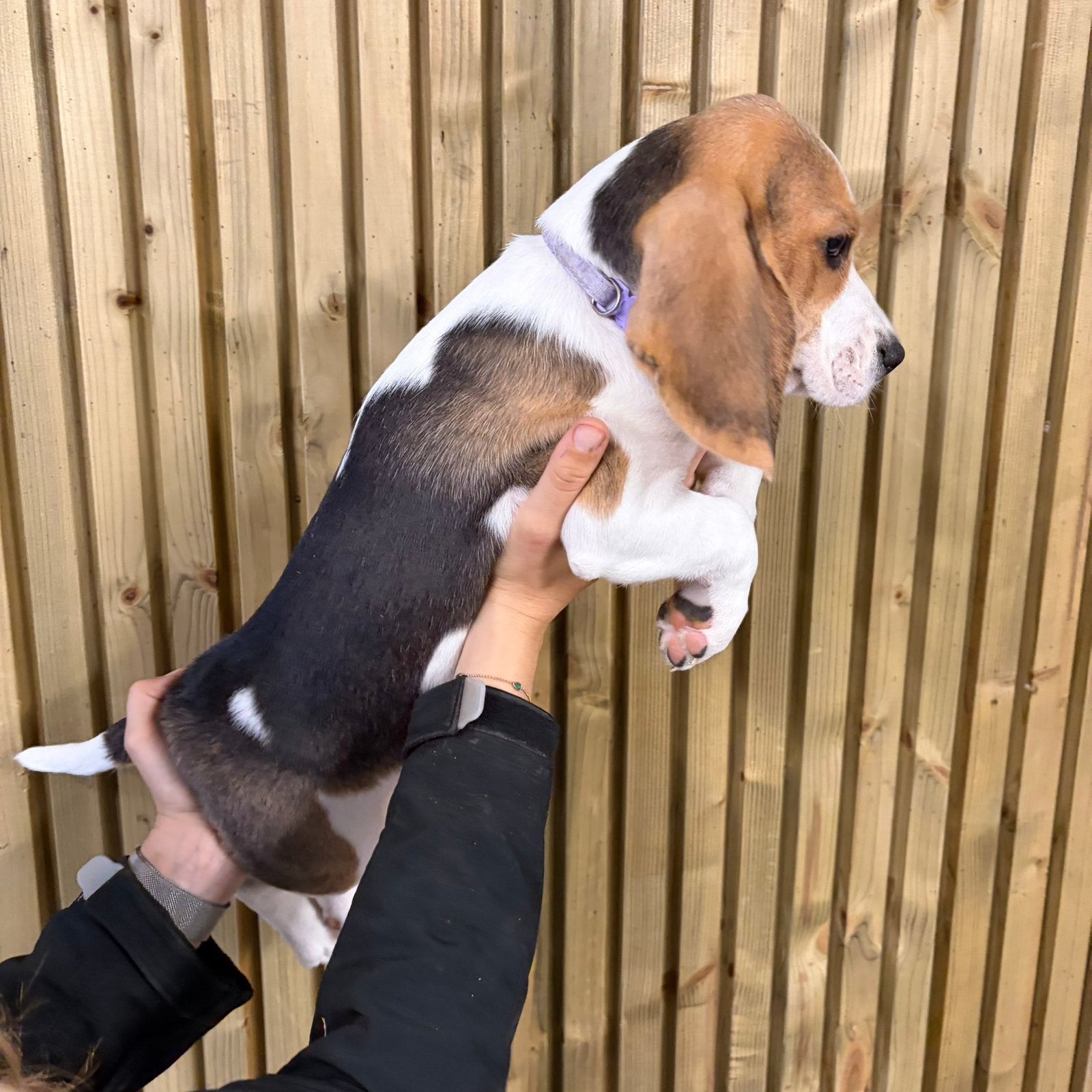 Mooi Beagle teefje, Dieren en Toebehoren, België, Beagle, 8 tot 15 weken, Meerdere