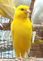 Keurkanaries à vendre, Animaux & Accessoires, Plusieurs animaux, Canari de couleur