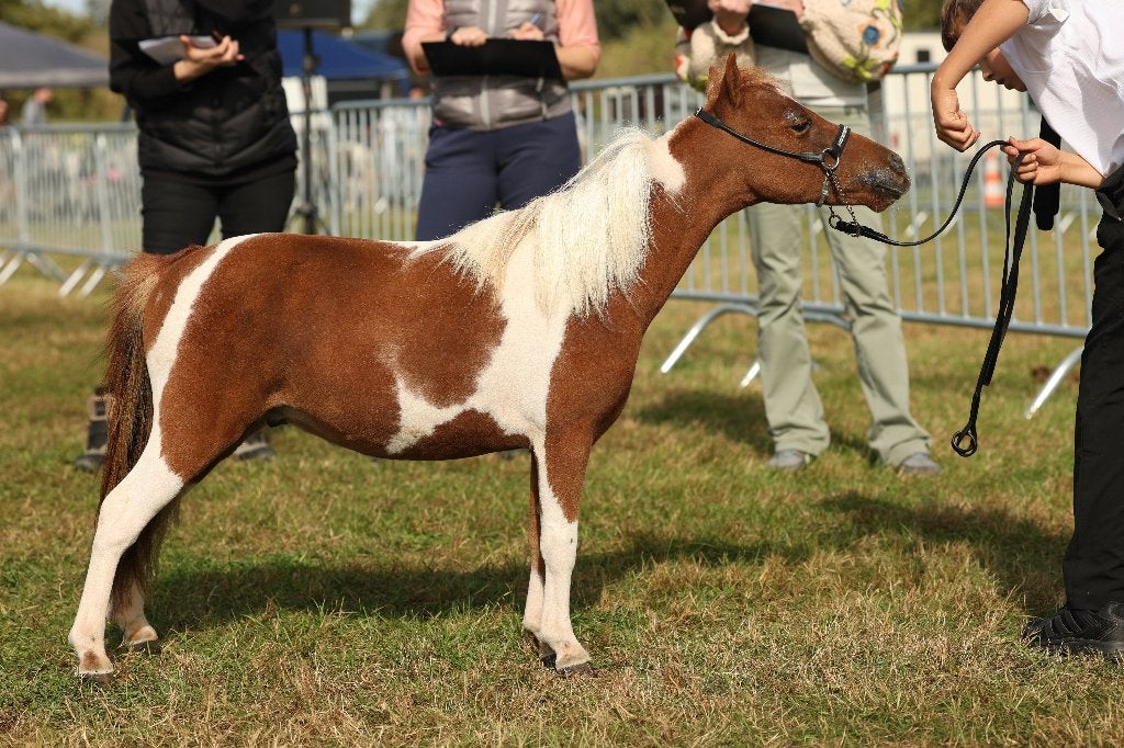 Mooie kleine miniatuurhengst, Dieren en Toebehoren, Minder dan 160 cm, Met stamboom, Niet van toepassing, 0 tot 2 jaar