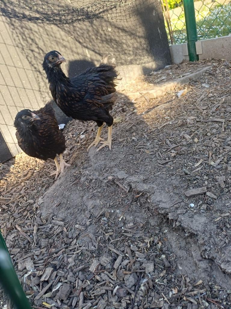 Barnevelder, Dieren en Toebehoren, Pluimvee