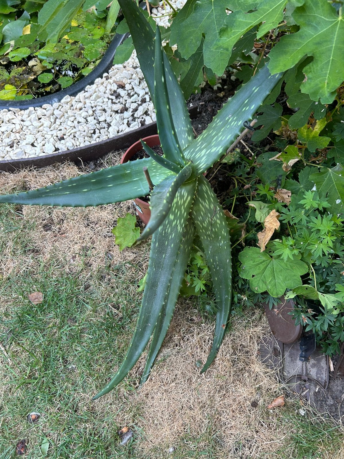 Aloe vera, Jardin & Terrasse, Plantes | Jardin, Enlèvement, Plante fixe, Autres espèces