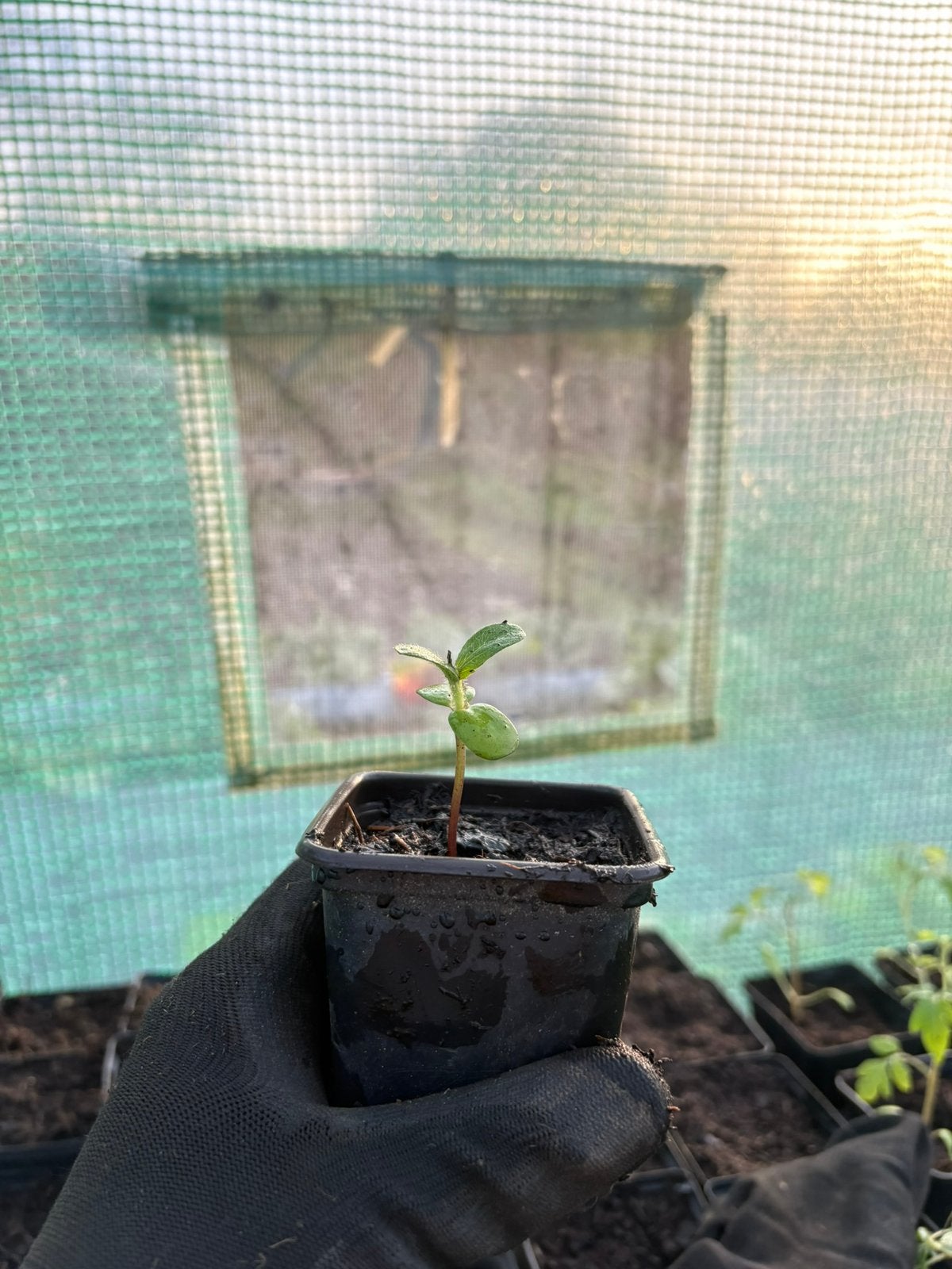 Unieke rode zonnebloem plantjes te koop, Enlèvement, Comme neuf