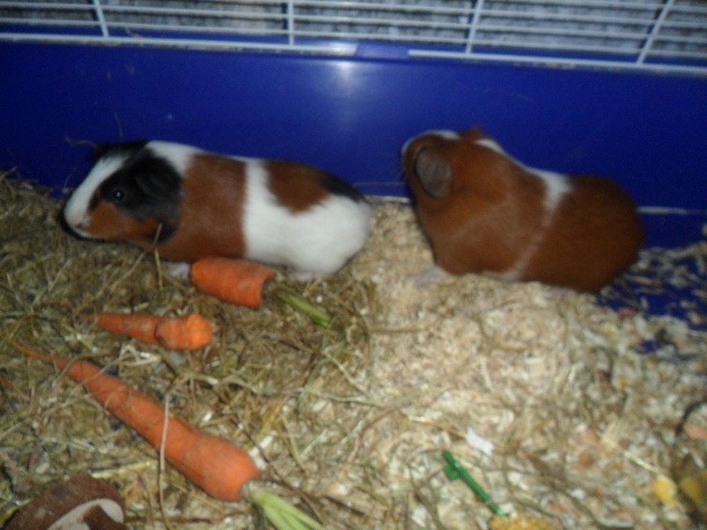 GRATIS 2 cavia's met kooi ophalen Hamme, Dieren en Toebehoren, April, Cavia