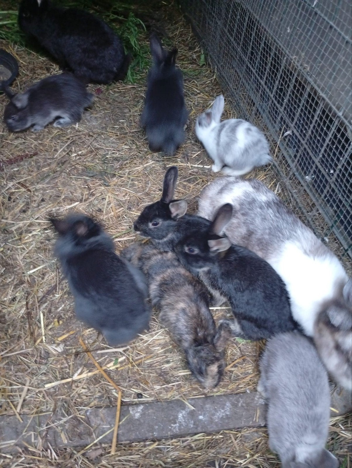 Konijnen in Herstal 4040. lapins in Herstal 4040, Dieren en Toebehoren, Geslacht onbekend