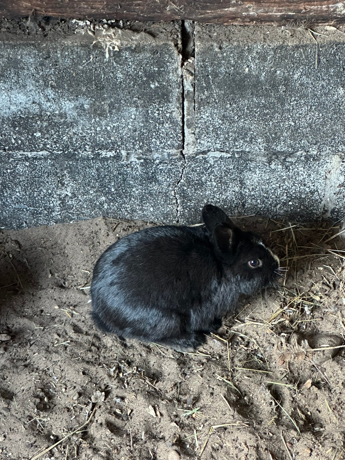 Jonge dwergkonijnen. En cavia,s, Animaux & Accessoires, Plusieurs animaux, Nain, 0 à 2 ans