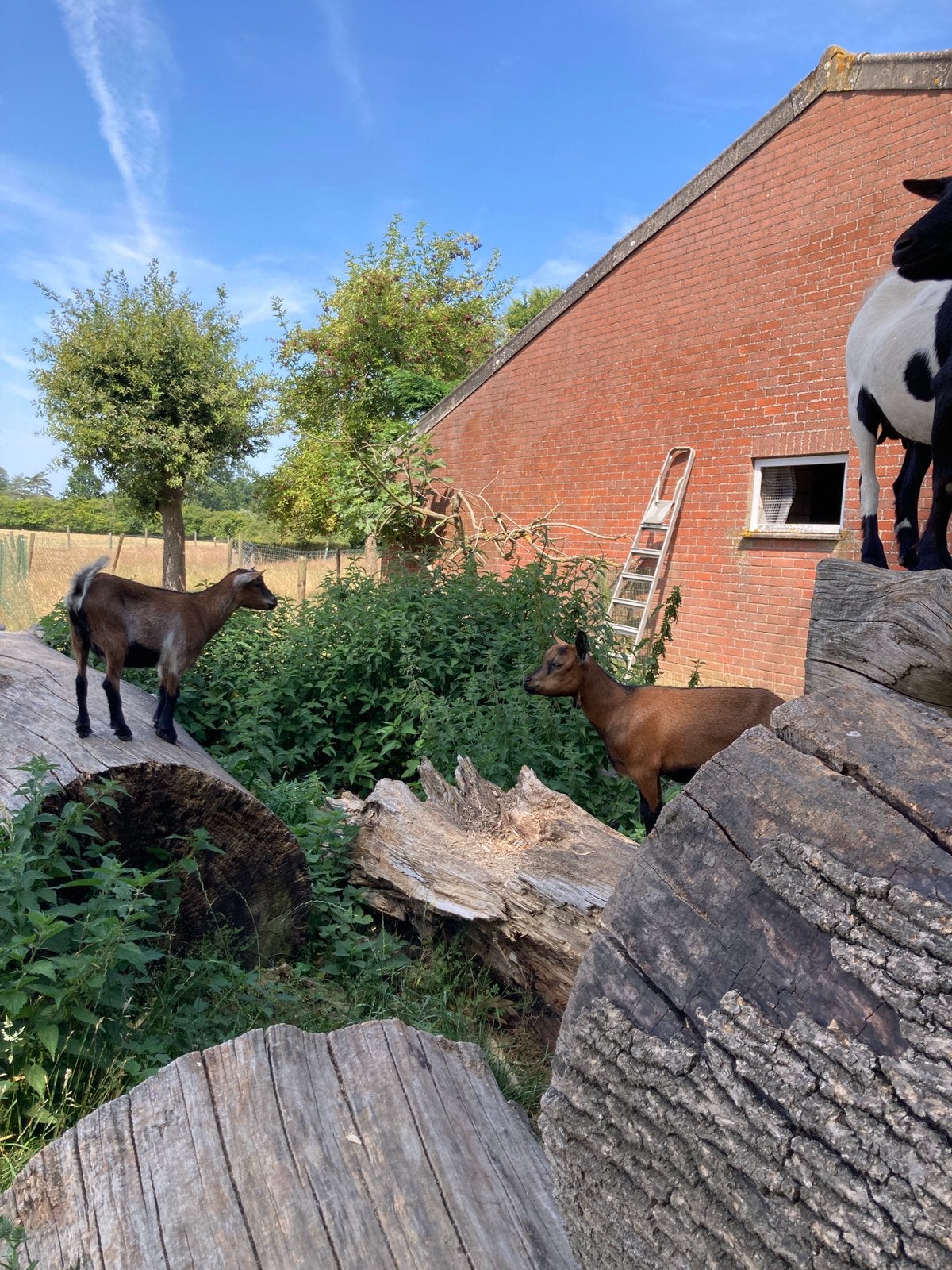 Bokjes