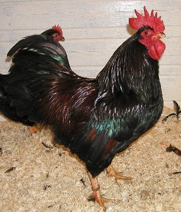 Krielen, Barnevelder- en Hollandse krielen., Dieren en Toebehoren, Pluimvee, Mannelijk, Kip