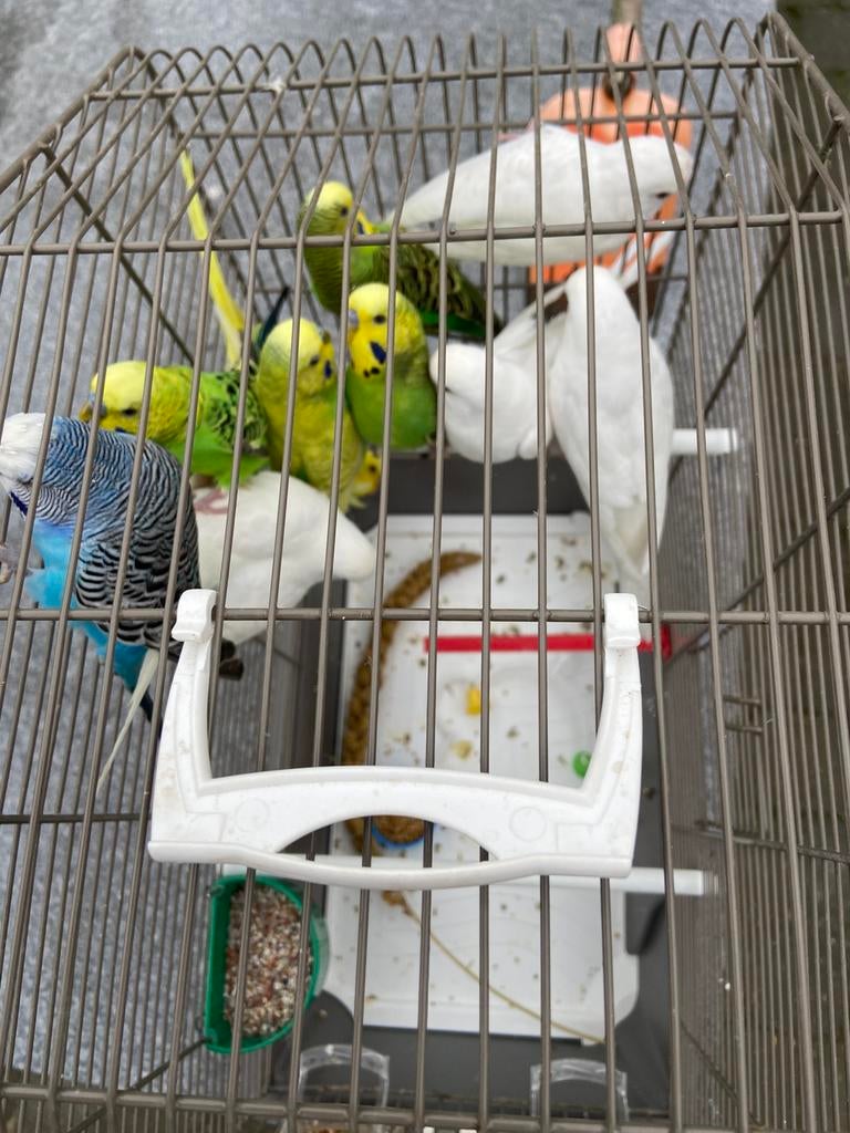 Grasparkieten, Dieren en Toebehoren