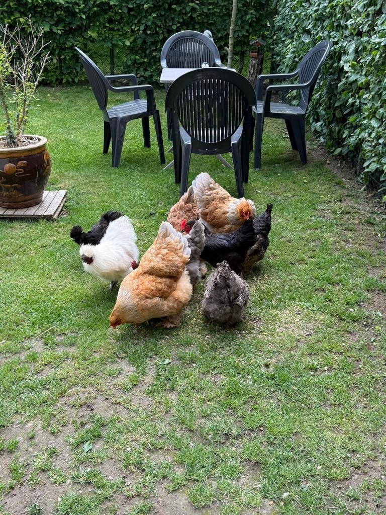 8 Poules et un coq