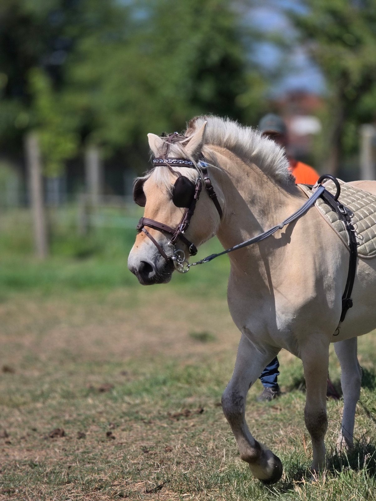 Fjord met stamboom, Dieren en Toebehoren, Met stamboom