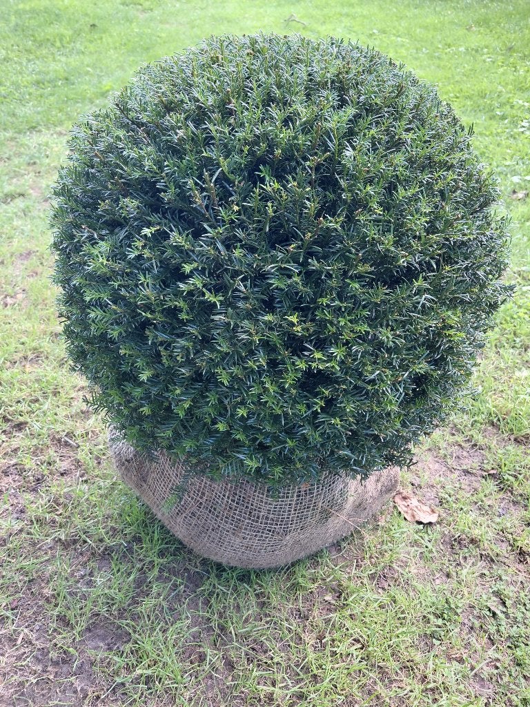 Taxus Baccata bol, Enlèvement, En pot, Ombre partielle