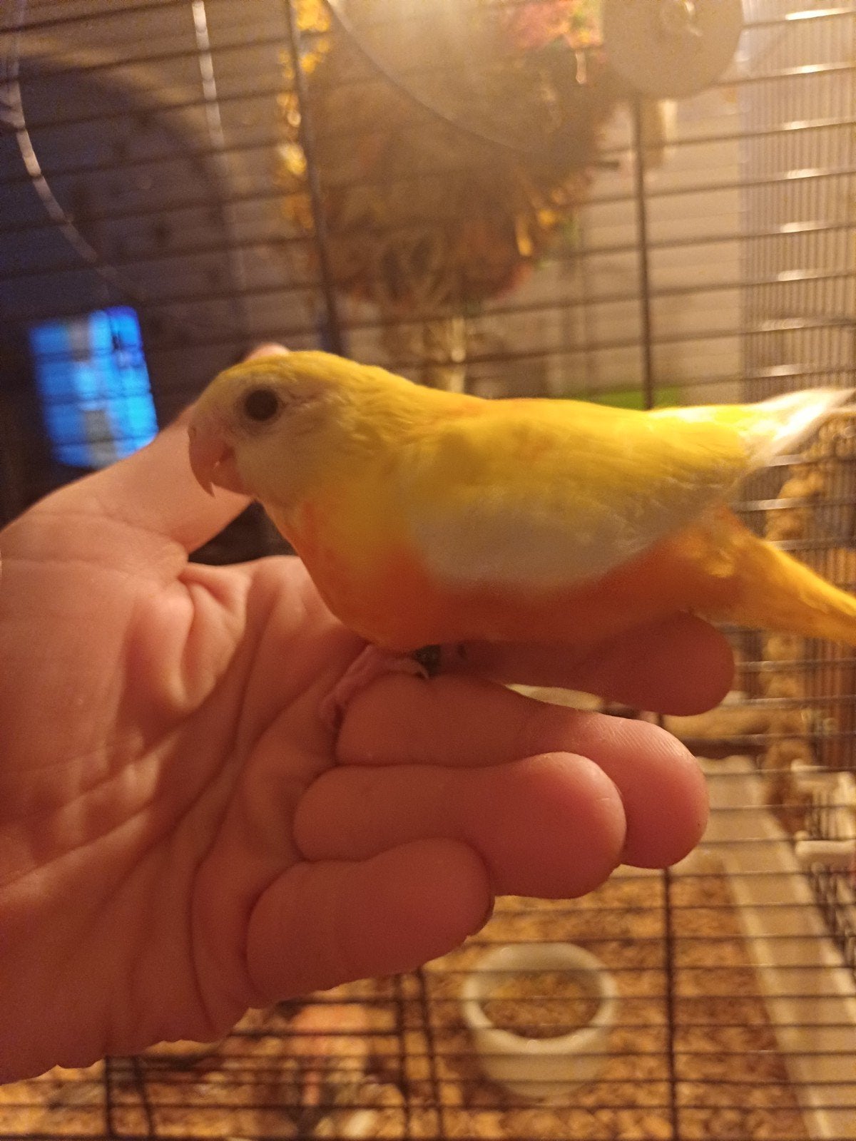 super tamme turquoisines, Dieren en Toebehoren, Meerdere dieren