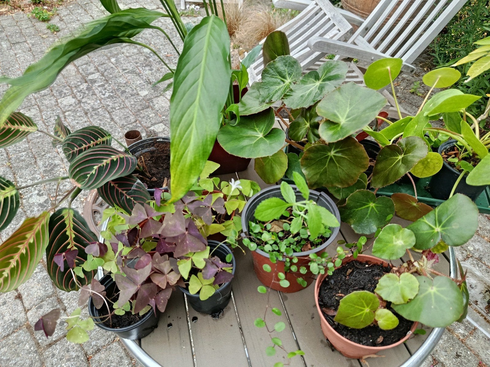 plantes l'intérieur, Jardin & Terrasse, Plantes | Jardin, Enlèvement