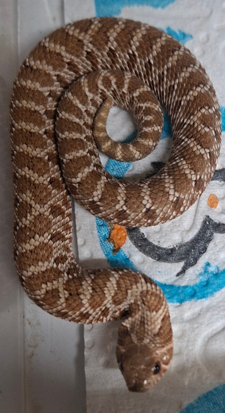 hognose 100 The Lucy 1.1
