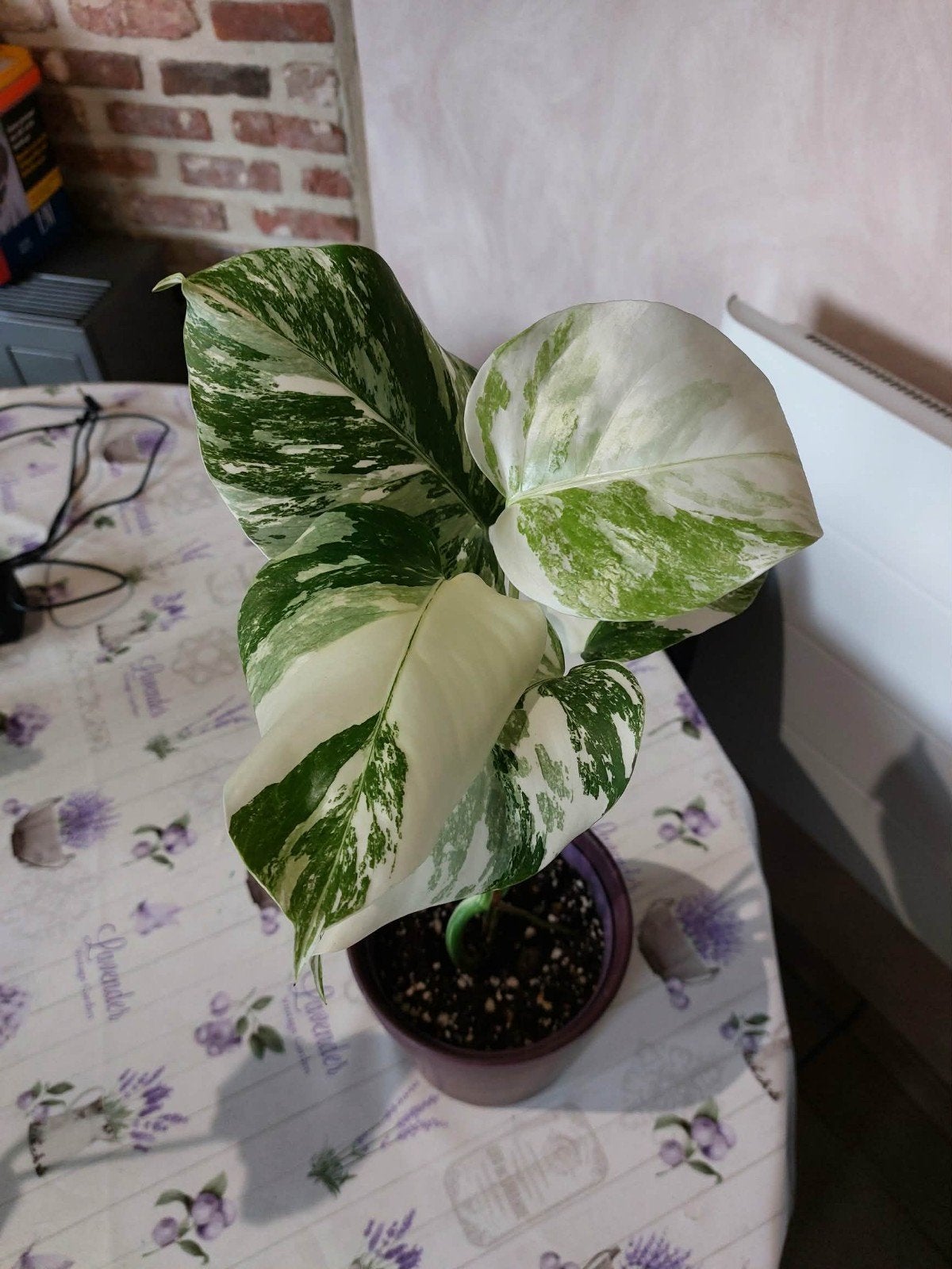 Monstera albo variegata, Maison & Meubles, Plantes d'intérieur, Autres espèces, Moins de 100 cm, Enlèvement, Plante verte