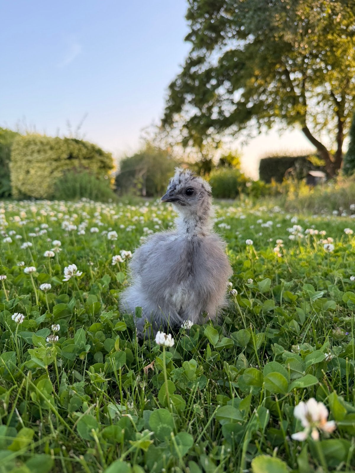 Zijdehoen USA grijs/blauw 6wk, Dieren en Toebehoren, Geslacht onbekend, Kip