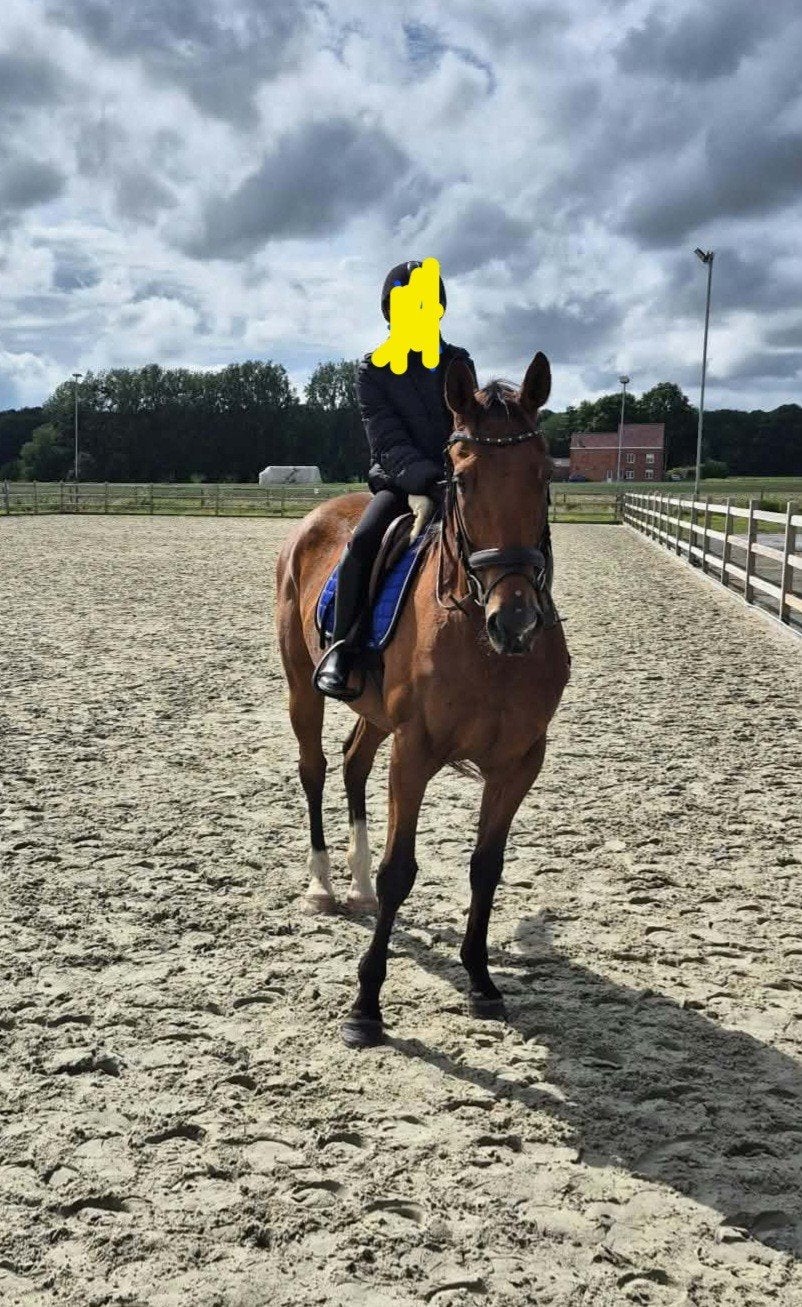 Ruin 6j, Dieren en Toebehoren, Springpaard, Ruin, Zadelmak, 3 tot 6 jaar