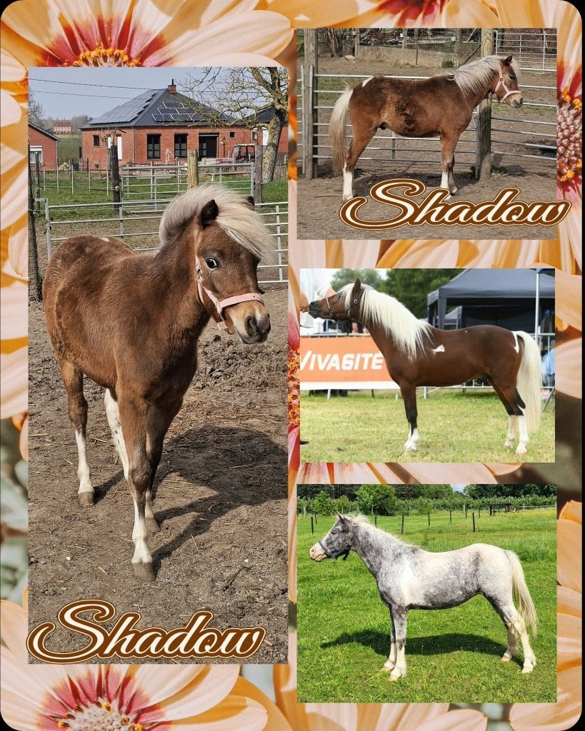 Mini paard hengstje van 2025, Avec pedigree, Moins de 160 cm, Étalon, 0 à 2 ans