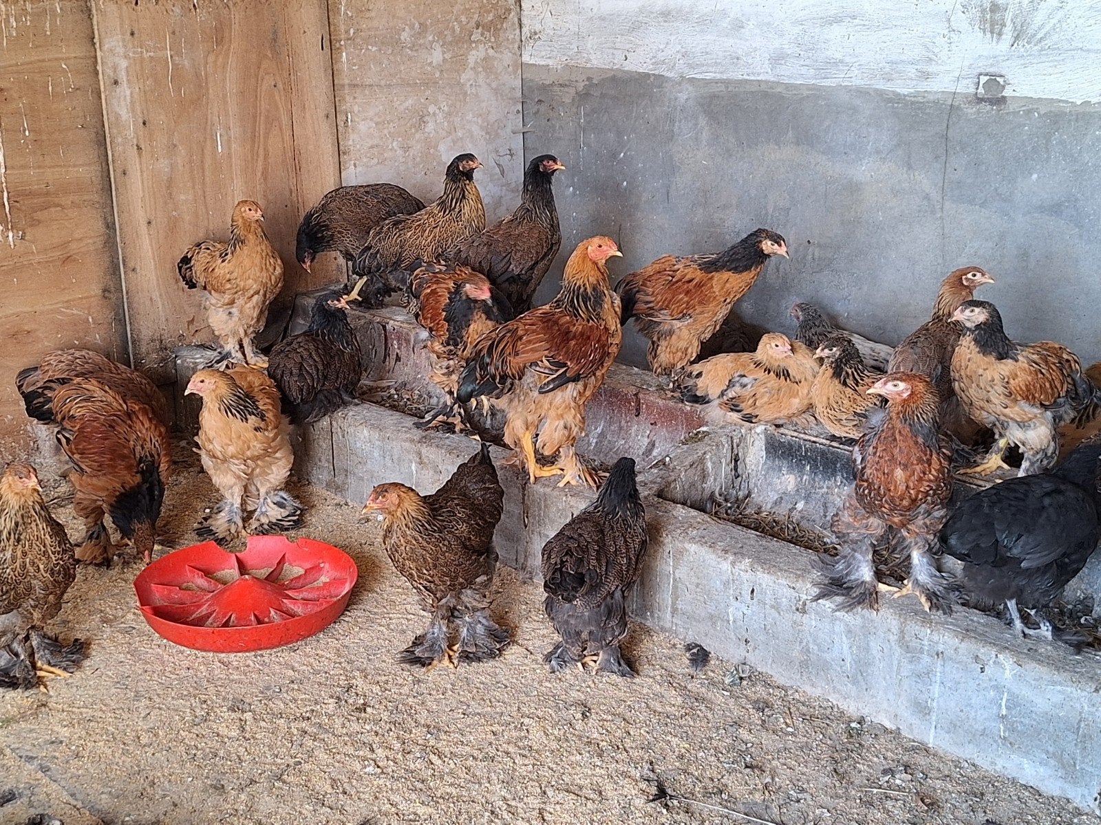 Jeune Brahmas