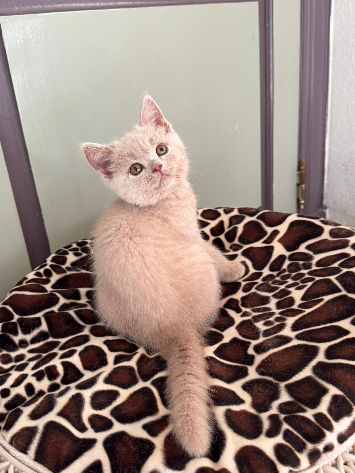 Brits korthaar, Dieren en Toebehoren, Katten en Kittens | Raskatten | Korthaar, Meerdere dieren, Met stamboom, 0 tot 2 jaar