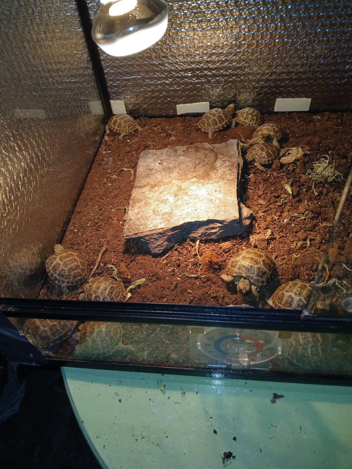 russische vierteen schildpad, Dieren en Toebehoren, Ophalen