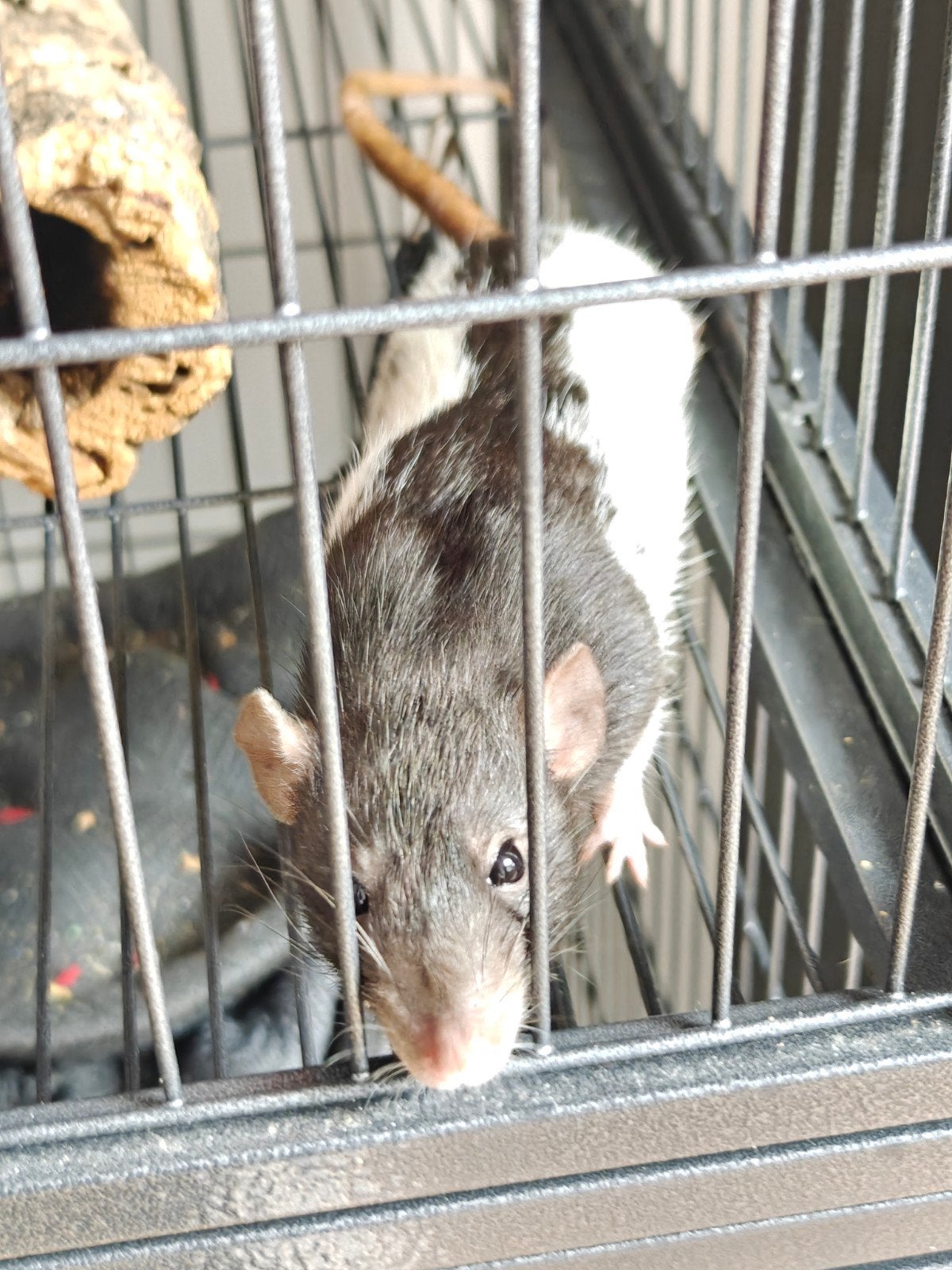 2 ratjes met kot en toebehoren, Maart, Vrouwelijk, Rat