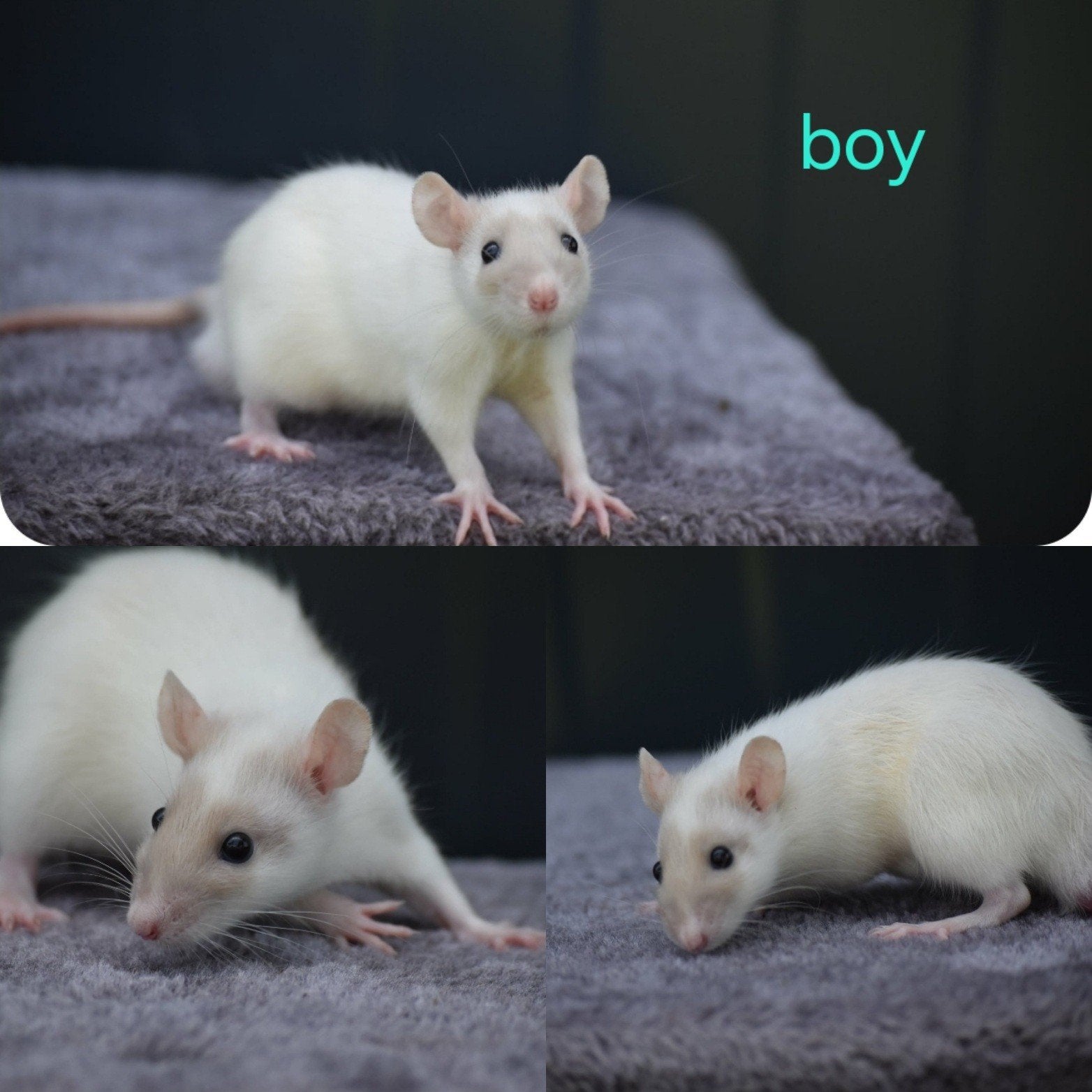 Deze rattery knabbelhoek kindjes stelen je hart., Dieren en Toebehoren, Rat, April, Meerdere dieren, Tam