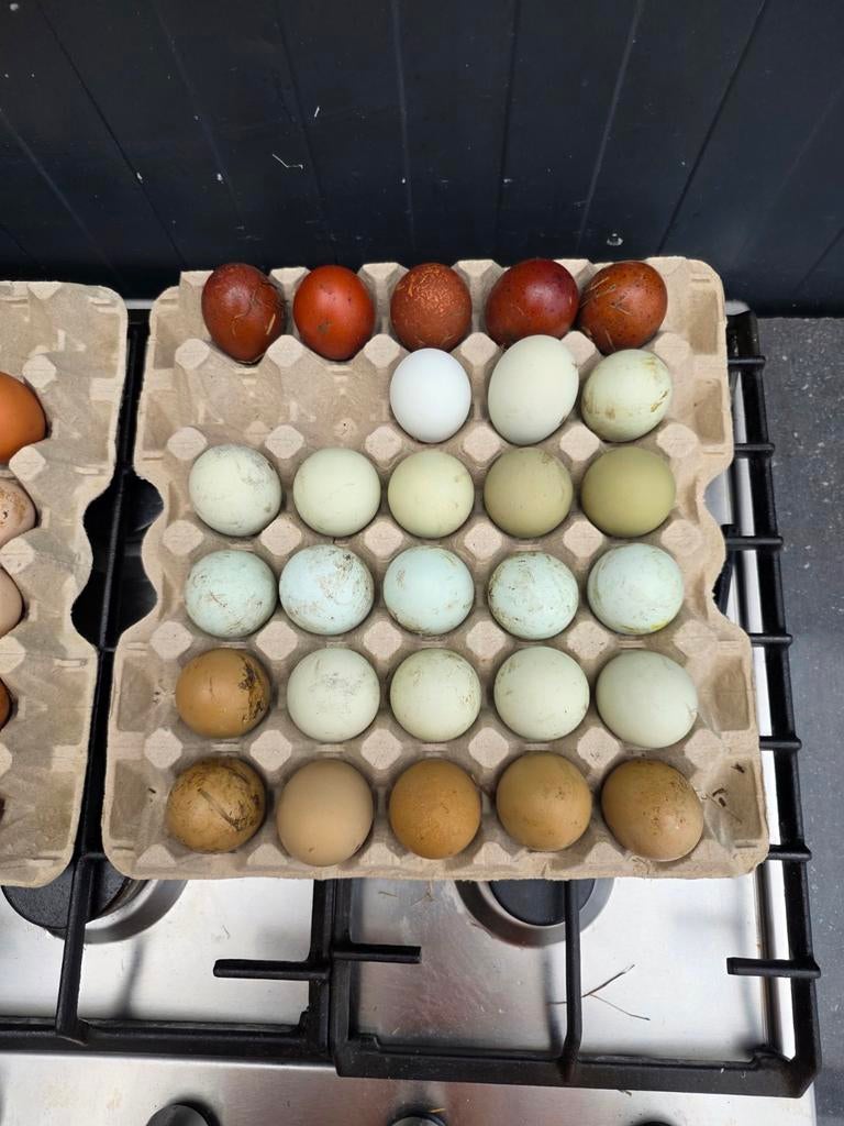 Broedeieren mix, Dieren en Toebehoren