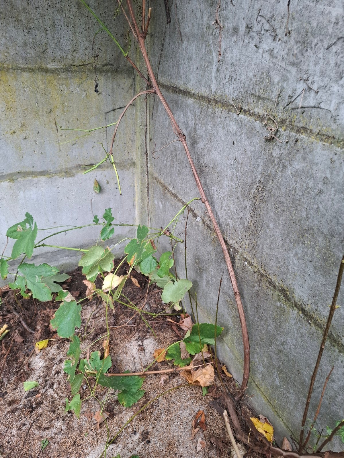 Druivenplanten te koop
Mooie druivenplanten met blauwe d, Ophalen