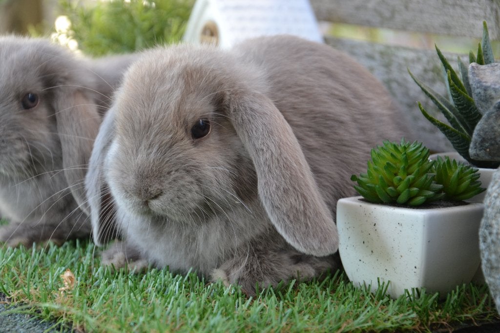 Lief minilop hangoor konijn kleur blauw 1, Dieren en Toebehoren, Konijnen, Vrouwelijk, Dwerg, Hangoor, 0 tot 2 jaar
