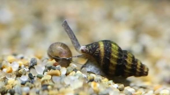Helena slakken, 10 euro voor 13stuks, 20 euro voor 25 stuks, Dieren en Toebehoren, Vissen | Aquariumvissen