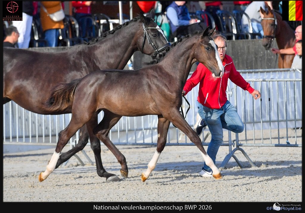 Knap hengstenveulen te koop, Dieren en Toebehoren, Met stamboom, Dressuurpaard, 0 tot 2 jaar, Hengst