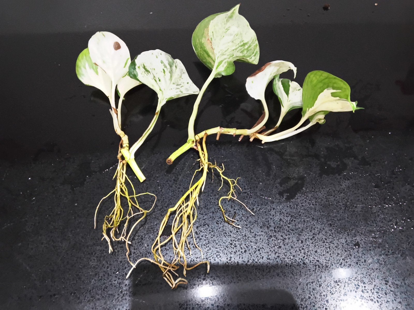 Epipremnum Aureum Marble Queen stekjes, Huis en Inrichting, Kamerplanten, Groene kamerplant, Ophalen of Verzenden, Halfschaduw