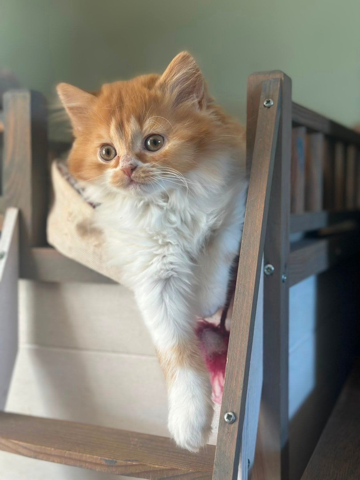 Brits korthaar en Brits langhaar kitten, Dieren en Toebehoren, Katten en Kittens | Raskatten | Korthaar, Meerdere dieren, Met stamboom