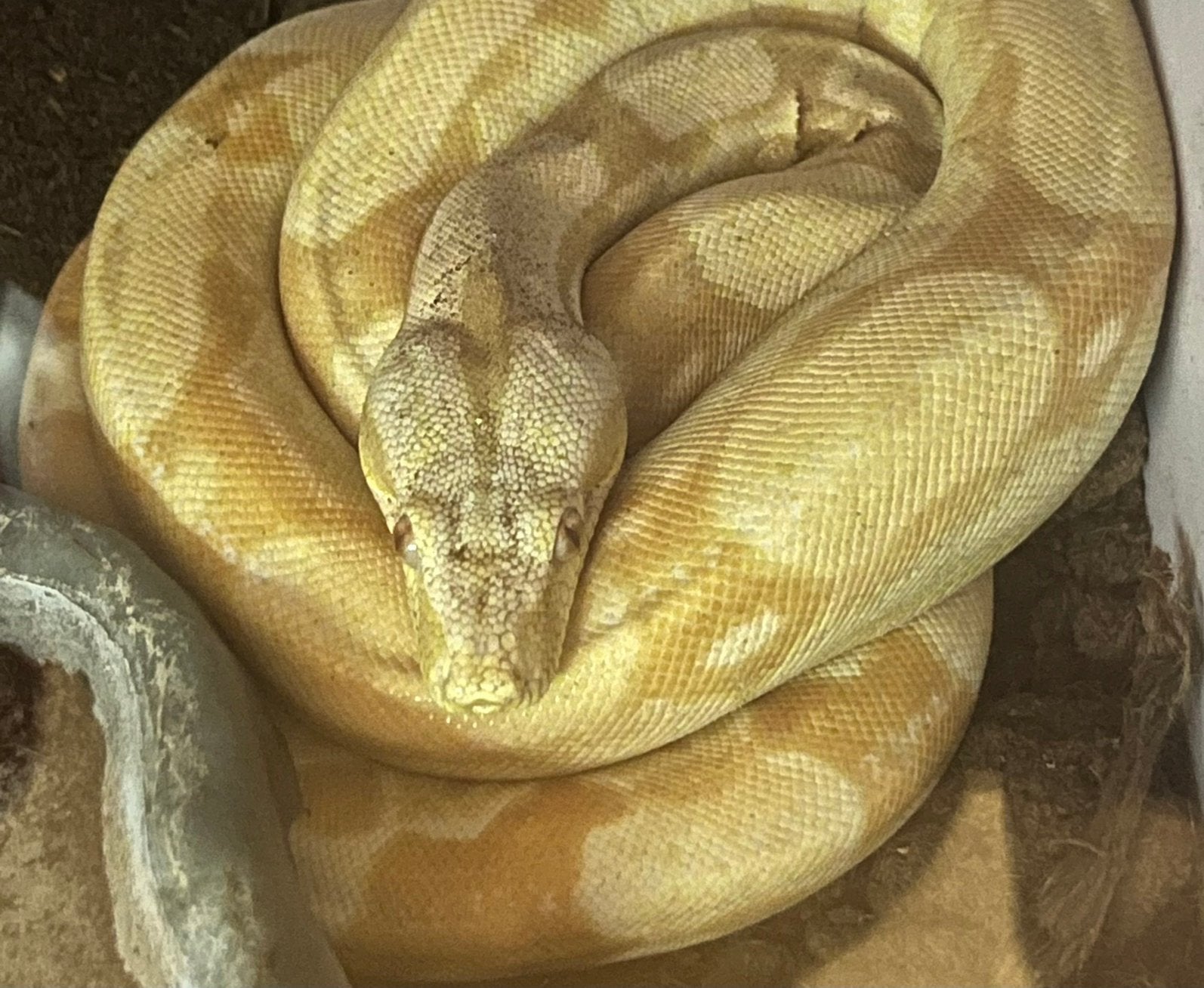 Div. Bci boa’s te koop. En terrariums, Dieren en Toebehoren