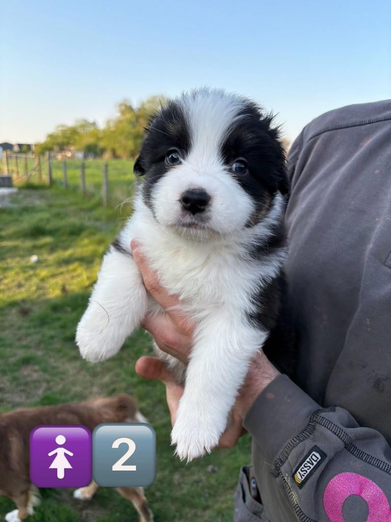 Australische herder teefje, Dieren en Toebehoren, België, Particulier, 8 tot 15 weken, Meerdere