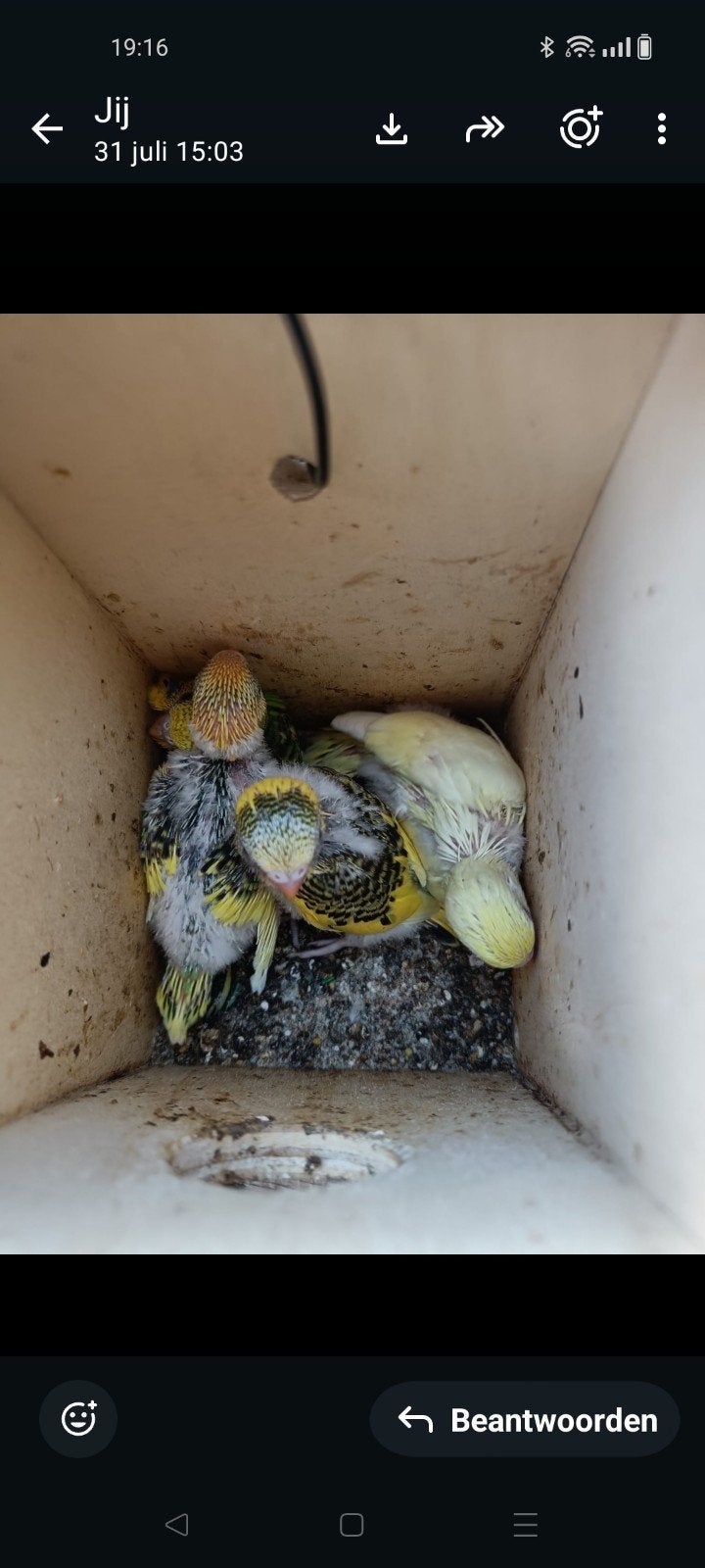 Grasparkiet, Dieren en Toebehoren, Tam