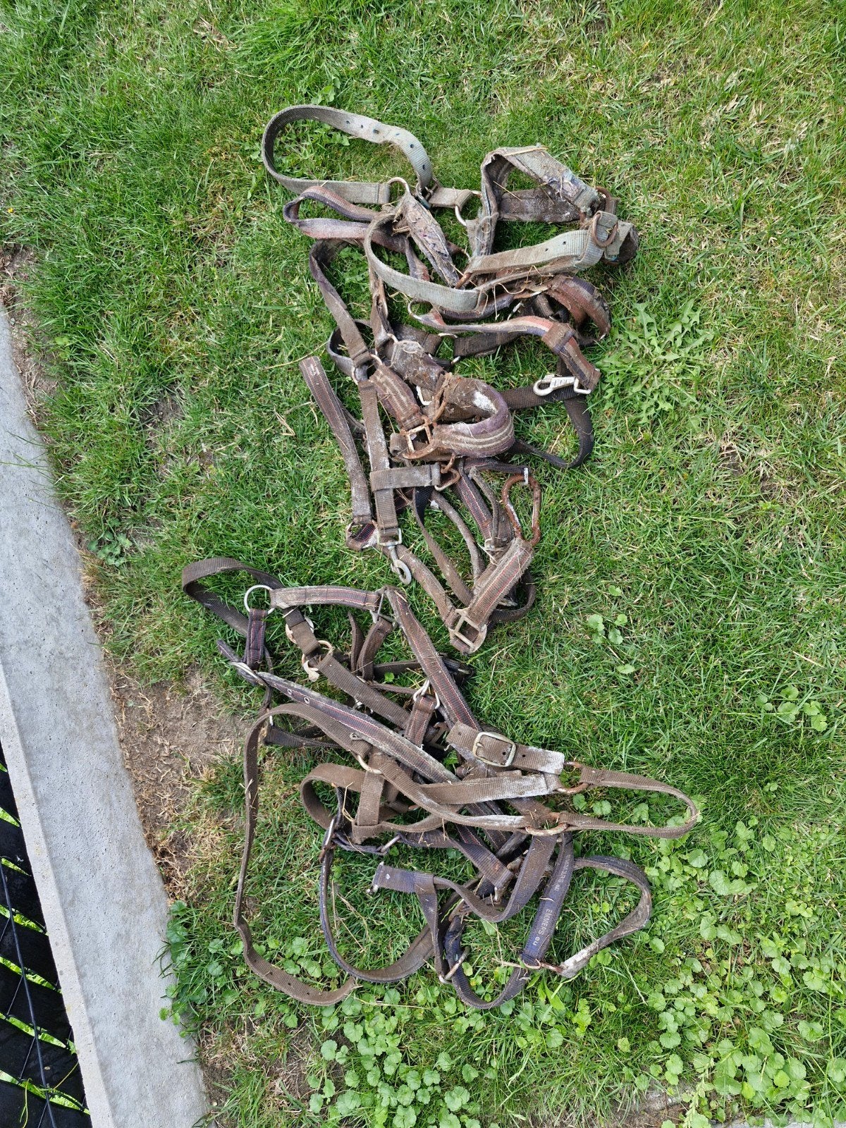 Halsters, Enlèvement, Utilisé
