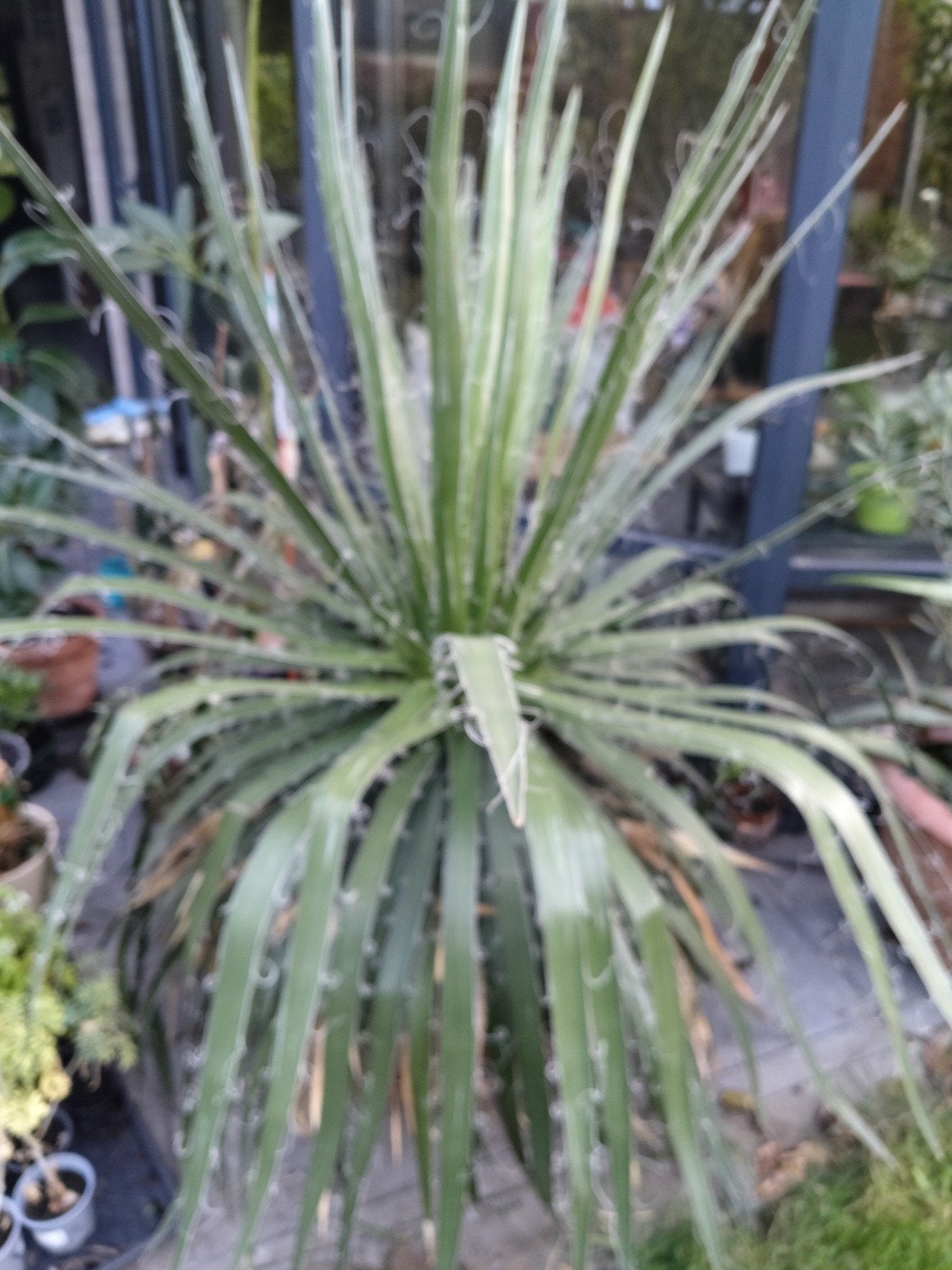 Yucca Filifera, Ophalen