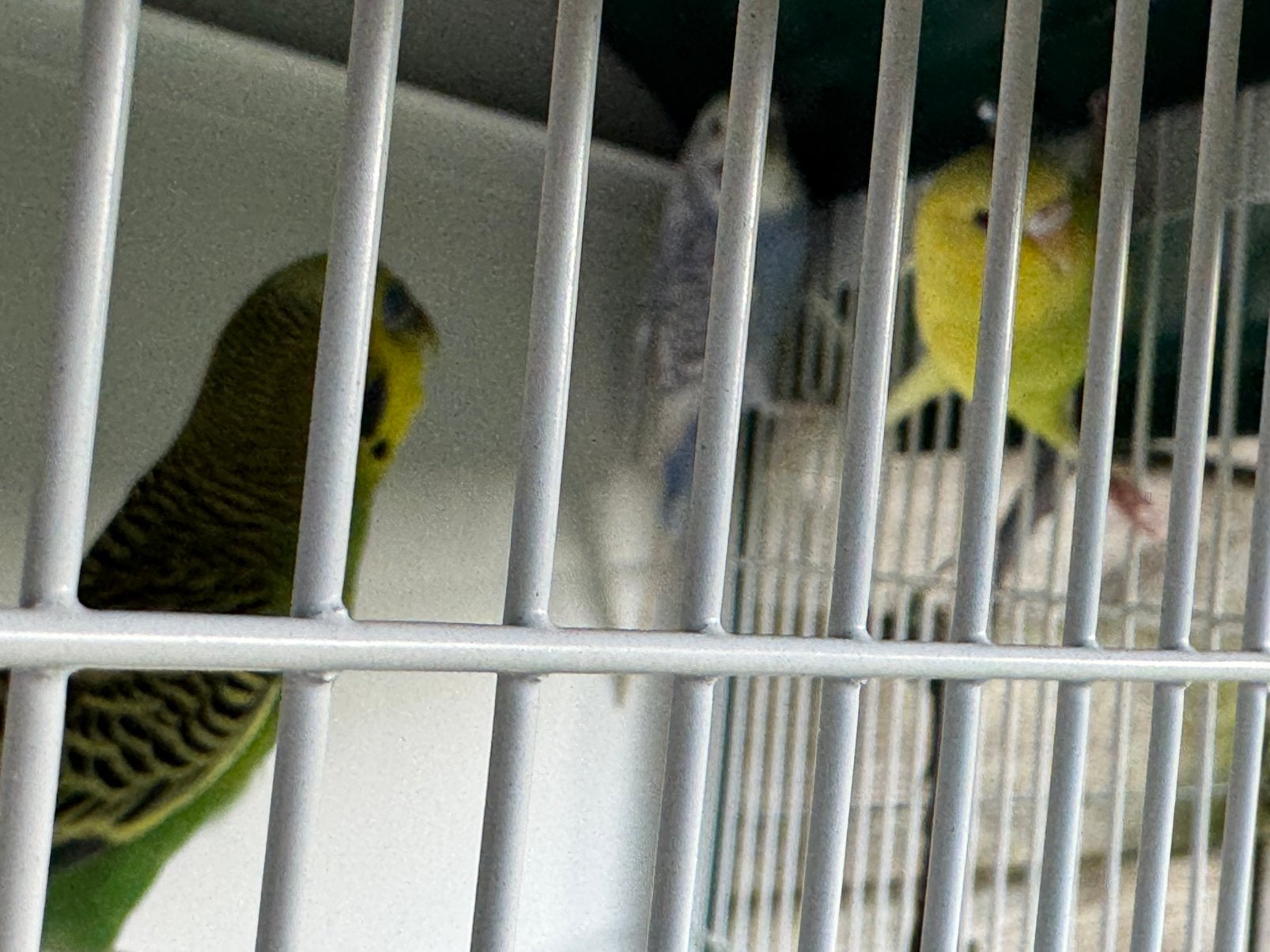 Parkieten te koop 3 stuks, Meerdere dieren, Parkiet