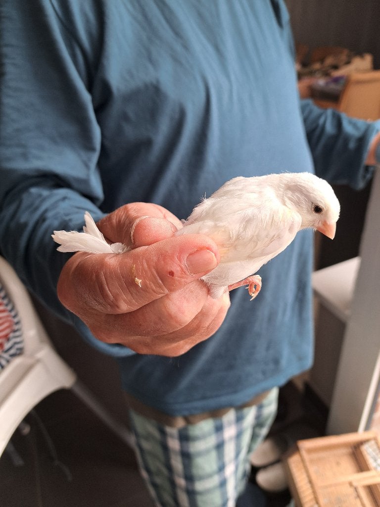 Kanariejongen te koop, Dieren en Toebehoren, Vogels | Kanaries