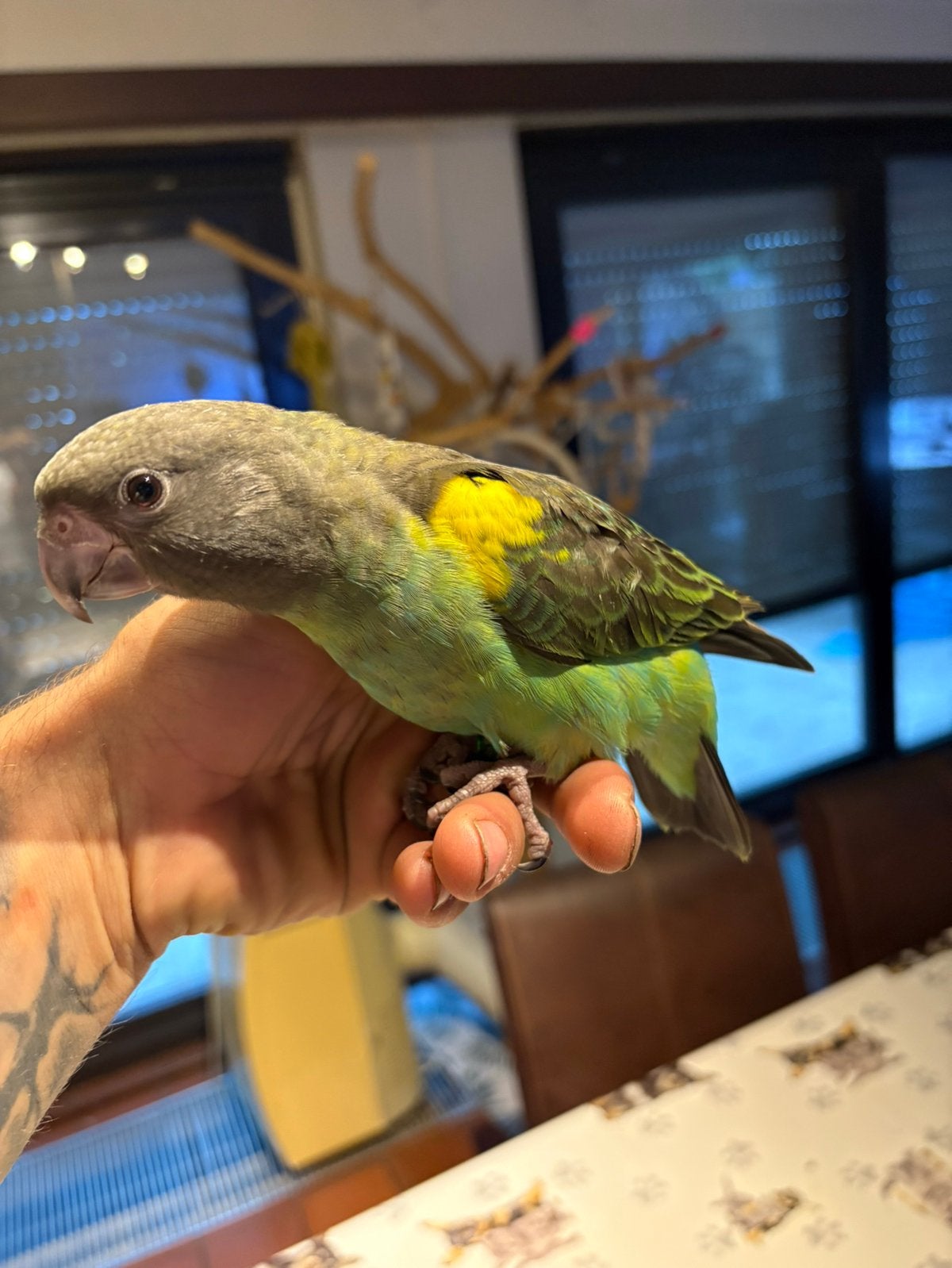 poicephalus meyeri, Plusieurs animaux, Perroquet, Domestique