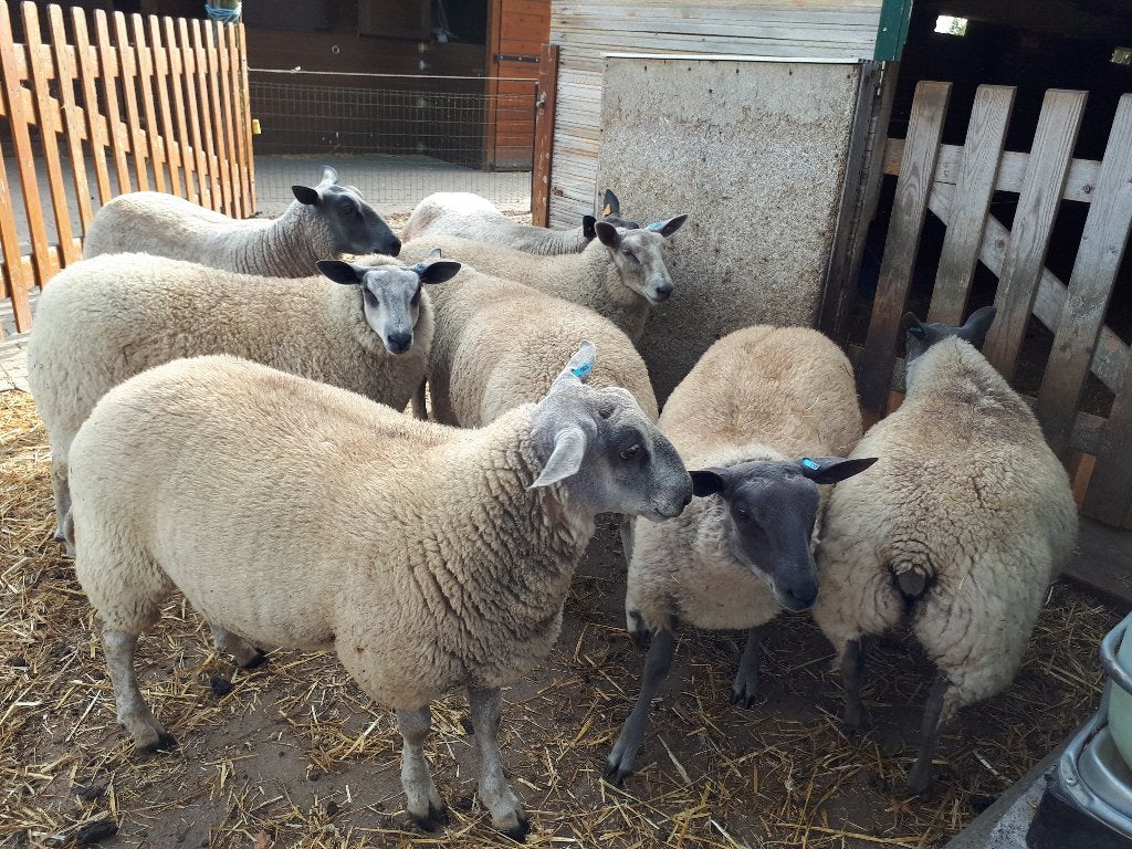 Schapen te koop, Mannelijk, Schaap, 0 tot 2 jaar