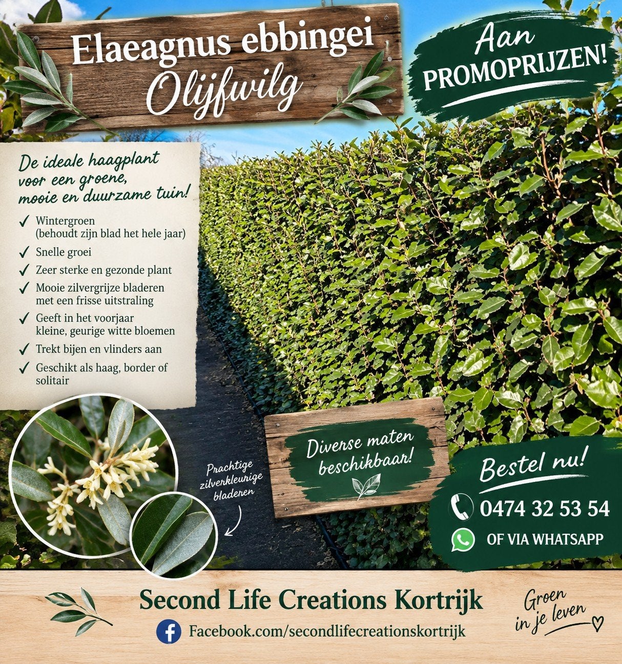‼️elaegnus ebbingei aan stuntprijzen ‼️, Tuin en Terras, Ophalen, Taxus
