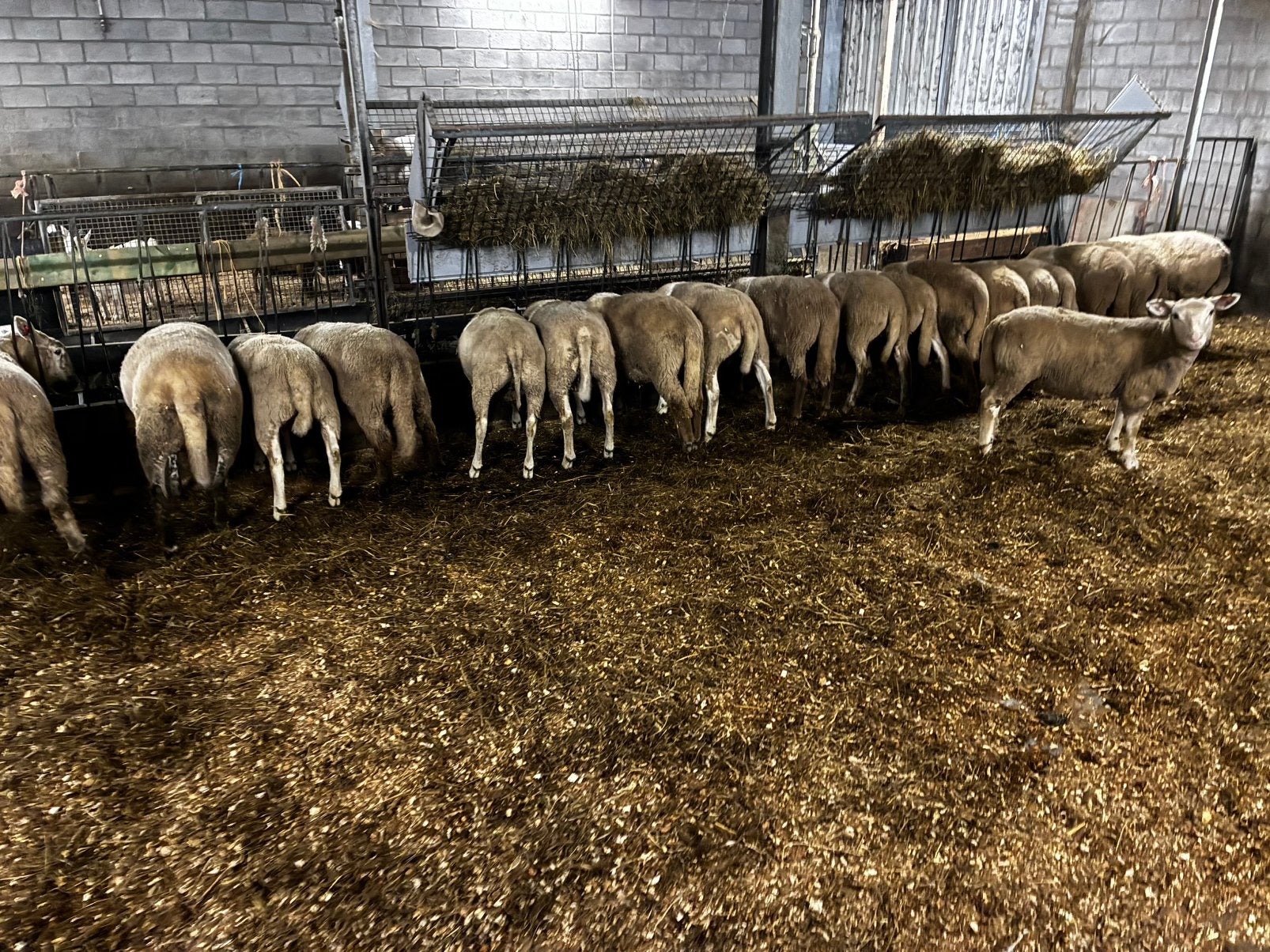 Ooilammeren voor kweek of slacht