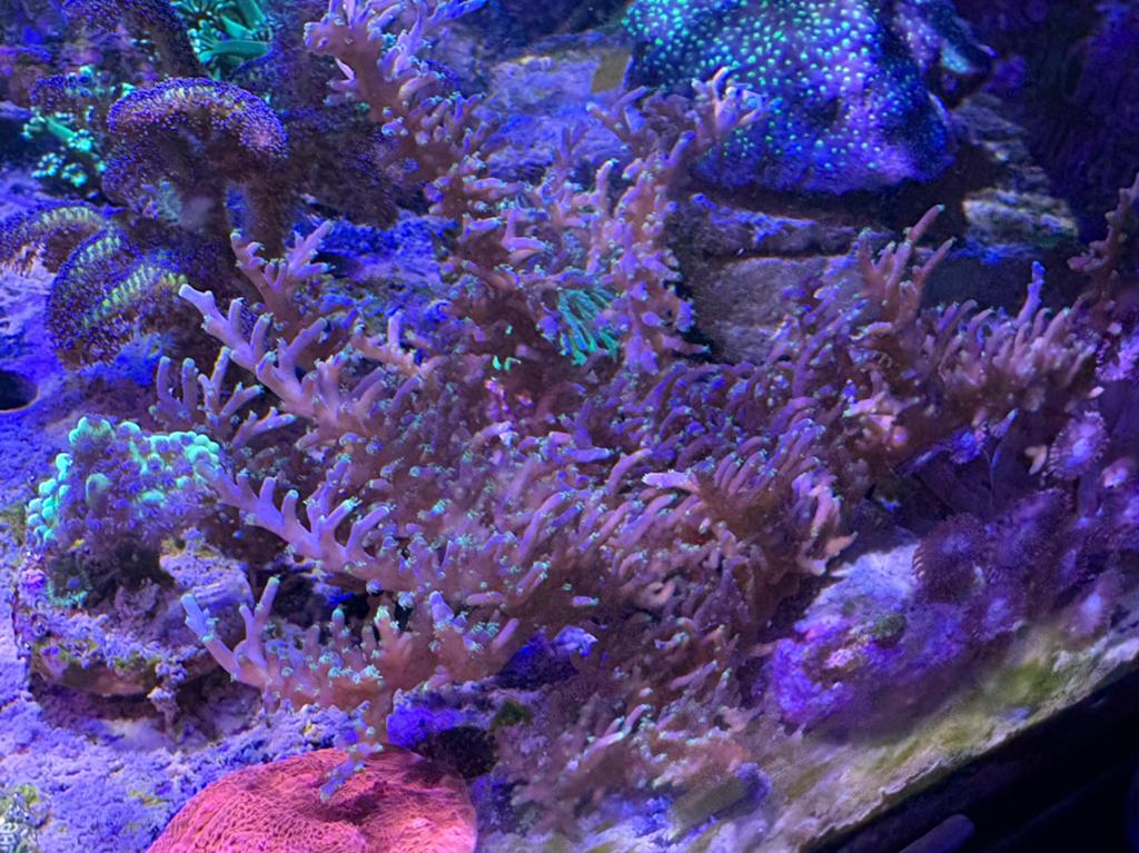 Acropora pacman, Overige typen, Zoutwatervis