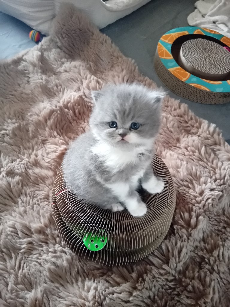 Brits Korthaar/Langhaar kitten, Kater, Gechipt, 0 tot 2 jaar